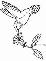Ptica Ptice Bojanke Hummingbird Crtezi Bojanje Crtež Repujado sketch template