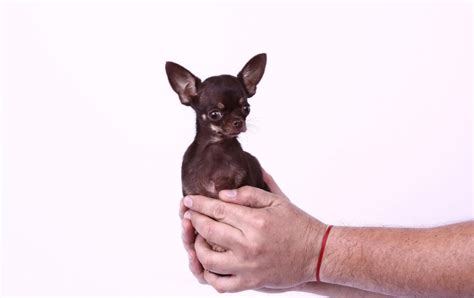 guinness world records  meet worlds smallest dog milly metro news