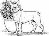 Terrier Boston Boxer Puppys Terries sketch template
