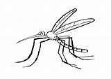 Coloring Mosquito Pages Large sketch template