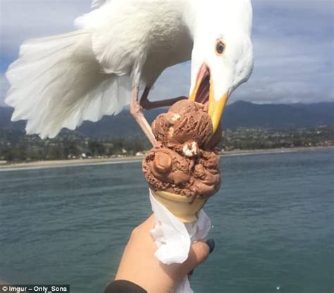 tourist in santa barbara captures seagull steal ice cream daily mail