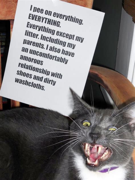 20 Asshole Cats Being Shamed For Their Crimes Bored Panda