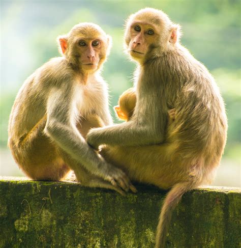 brown monkeys  stock photo
