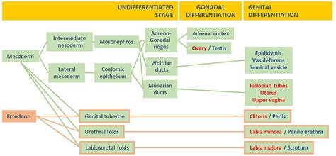 frontiers male hypogonadism and disorders of sex
