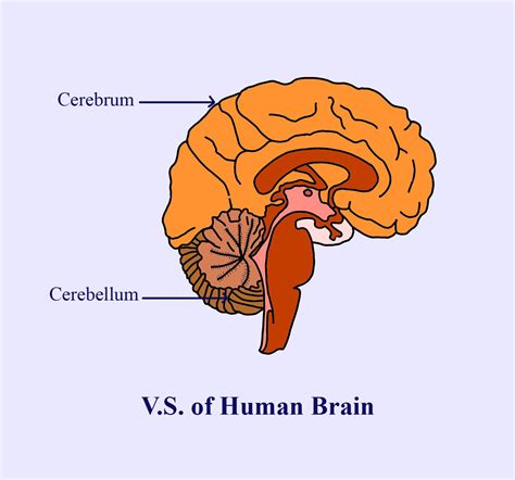 draw  diagram   vertical section   human brain  label