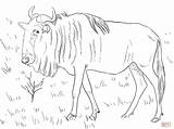 Coloring Wildebeest Gnu Pages Blue Printable Drawing Colouring Color Realistic Horse Supercoloring Crafts Designlooter Cartoon Getdrawings Print Animals Drawings Compatible sketch template
