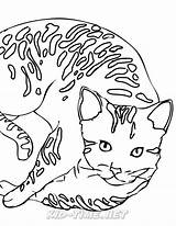 Bengal Coloring Book Designlooter Cats Animals Skip 1275 41kb sketch template