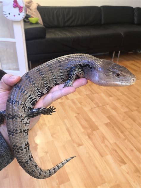 se england adult male blue tongue skink  years  reptile forums