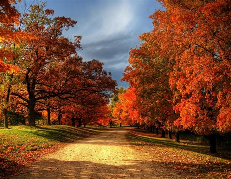 beautiful images  autumn leaves