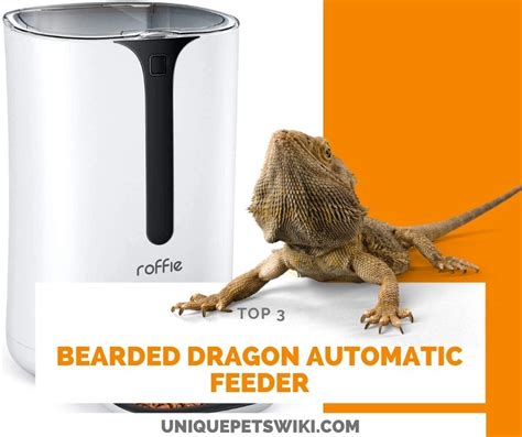top   bearded dragon automatic feeder   dried worm