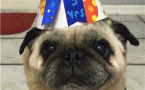 pug told he had weeks to live just celebrated his 15th