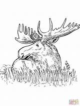 Moose Coloring Pages Grass Sitting Color Printable Drawing Print Head Outline Kids Baby Getcolorings Getdrawings Sketch Template sketch template