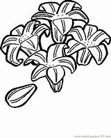 Easter Lily Coloring Pages Printable Holidays Online Entertainment Color sketch template