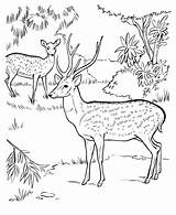 Coloring Deer Pages Animal Drawing Drawings Kids Jungle Printable Animals Forest Chital Axis Wild Print Scene Activity Draw Colouring Wildlife sketch template