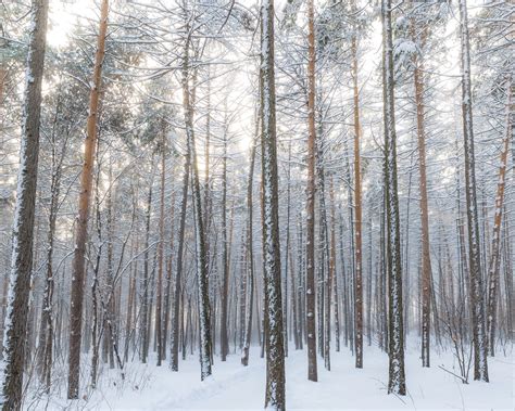 picture winter woods forest snow trees