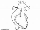 Heart Coloring Anatomy Human Printable Pages Kids Template Adults sketch template