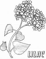 Lilac Coloring Pages sketch template