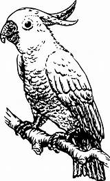 Cockatoo Parrot Bird Burung Mewarnai ابيض Cockatiel Kaketoe ببغاء اسود Tua Vogel Kakatua Kakak Hitam صوره Kakadu Parakeet sketch template