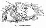 Hatching Hatch sketch template