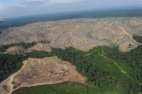 deforestation  merig