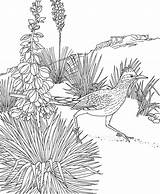 Coloring Roadrunner Pages Mexico Yucca Printable Animals State Bird Flower Book Printables Greater Drawing Adult Birds Color Cactus Educational Culture sketch template