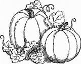 Pumpkins Automne Citrouille Citrouilles Glenda Objets Kolorowanki Calabazas Zbiory Jesienne Jsworld Autunno Ko Calabaza Uncomo Artes sketch template