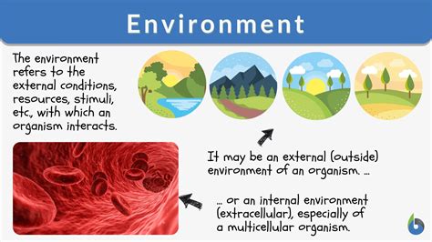 sentences   word environment meaninghippo