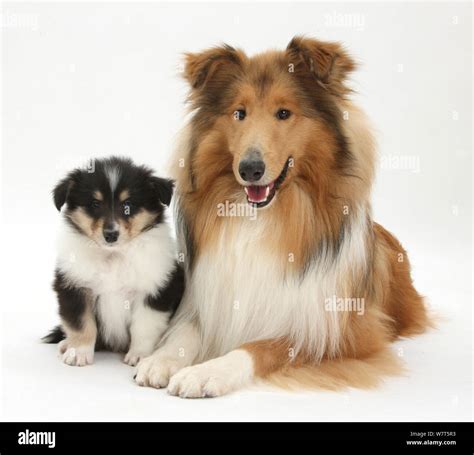 sable rough collie dog  tricolour puppy  weeks stock photo alamy