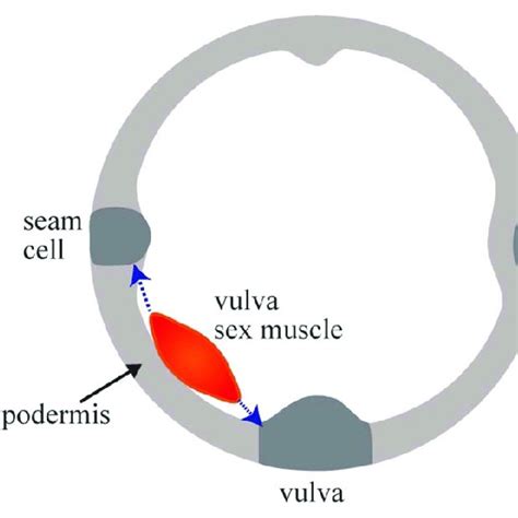 Vulval Sex Muscle Outgrowth Schematic Of A Sex Myoblast At The L3