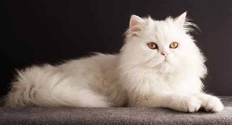 white cat facts  reasons   white cats  awesome