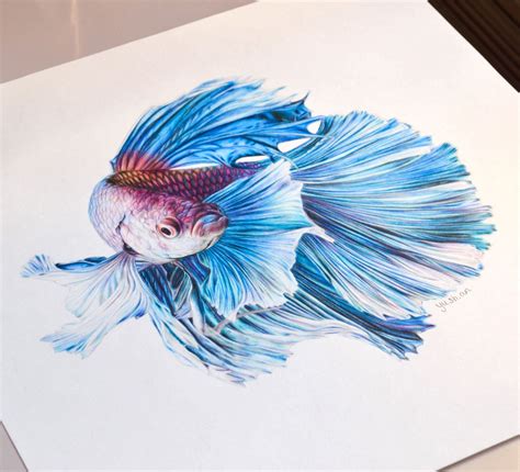 fish pencil drawing