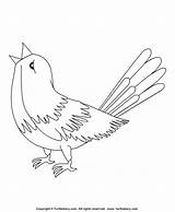 Nightingale Cardinal sketch template