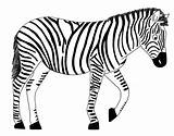 Zebra Drawing Line Clipart Zebras Charlotte Clip Drawings Clipartbest Getdrawings sketch template