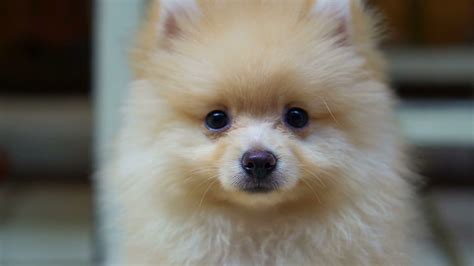 fluffy cute  pomeranian dog  confuse outdoor stock video footage storyblocks