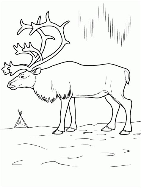 printable arctic animals coloring pages coloring home