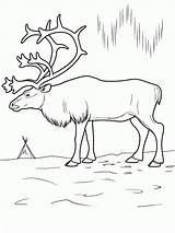 Tundra Hirsch Malvorlage Malvorlagen Reindeer Getcolorings Drucken Coloringbay Ecosystem Collegesportsmatchups Denkweise sketch template