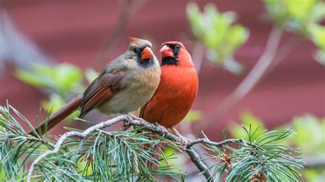 female bird sings howstuffworks