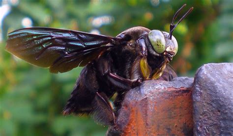 this huge black bee is a gentle giant australian geographic