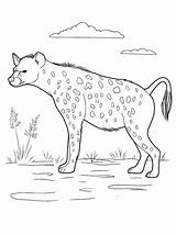 Hyena Coloring Pages Animals Colorkid Hunt sketch template