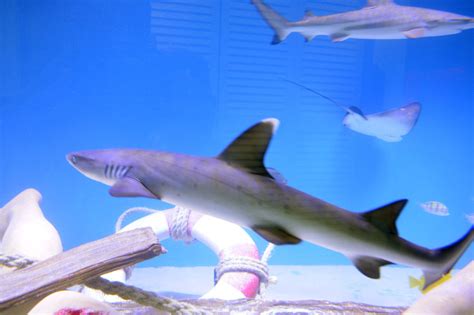 home shark tanks     problem sharks  terrible pets