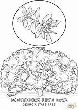Georgia Tree State Coloring Pages Printable Rhode Island Drawing Maryland Color Hawaii Beautiful Flag Getcolorings Click Supercoloring Leaf Colorings Getdrawings sketch template