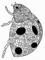 Ladybug Adults Zentangle sketch template