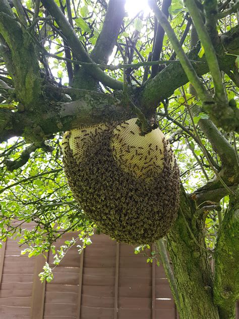 uk  honey bee hive settled    garden  suggestions