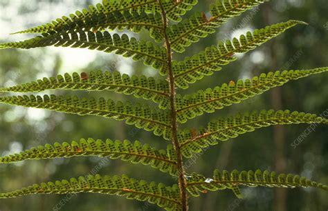 fern frond stock image  science photo library