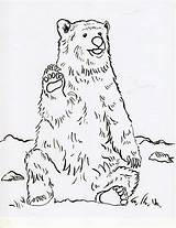 Bear Coloring Grizzly Pages Realistic Printable Drawing Print Color Line Step Getdrawings Getcolorings Samanthasbell Today sketch template