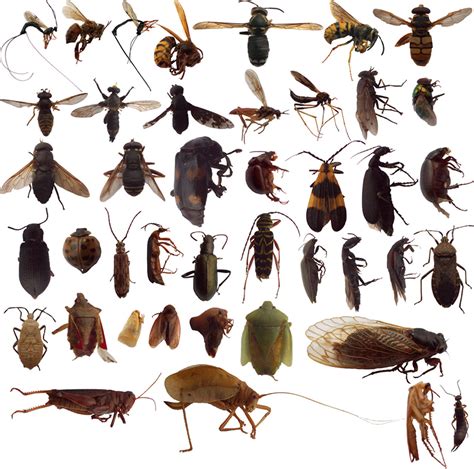 classification  bugs forestrypedia
