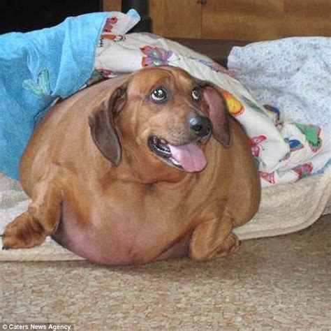 obese dachshund in portland oregon loses 50 pounds after tummy tuck