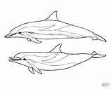 Dolphin Coloring Dolphins Pages Two Striped Drawing Realistic Spinner Easy Color Line Printable Draw Drawings Getdrawings Designlooter Getcolorings Bottlenose Print sketch template