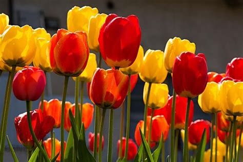 Najlepsze Obrazy Czerwone I żółte Tulipany W Ogrodzie