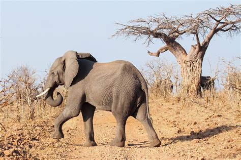 safari  chobe national park botswana earth trekkers